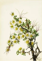 Cliffrose Cowania stanshuriana, 1934