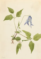 Columbia Clematis, ca. 1900-1925
