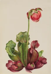 Gewone Bekerplant Sarracenia purpurea venosa, 1931