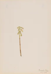 Corathorhiza corallorhiza