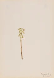 Corathorhiza corallorhiza