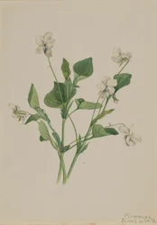 Crème Viooltje Viola striata, 1918