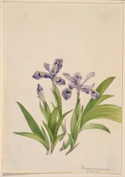 Kuifiris (Iris cristata)