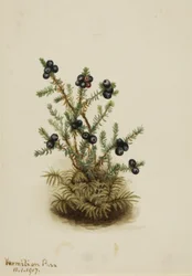 Kraaiheide Empetrum nigrum