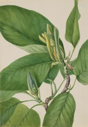 Komkommerboom (Magnolia acuminata)