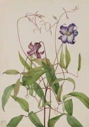 Krulclematis (Clematis crispa)