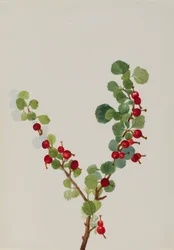 Aalbessen onvoltooid Ribes soorten, n.d.