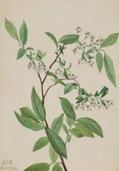 Deerberry Polycodium stamineum, 1922