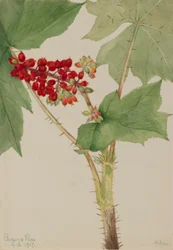 Duivelsknots (Echinopanax horridum)