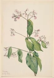 Hondsdraf (Apocyum androsaemfolium)