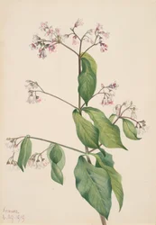 Hondsdraf Apocyum androsaemfolium