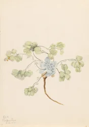 Dubbele blaasjesknop (Physaria didymocarpa)