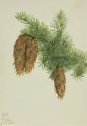 Douglas spar Pseudotsuga mucronata