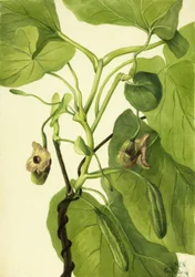 Pijpbloem, 1934