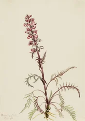 Elephanthead (Pedicularis groenlandica)