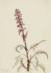 Olifantenkop Pedicularis groenlandica