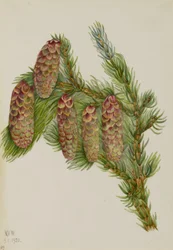 Engelmannspar (Picea engelmanni)