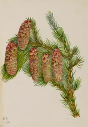 Engelmann-spar Picea engelmanni, 1920