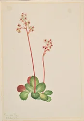 Wintergroene saksiflora (Leptarrhena pyrolifolia)