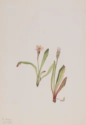 Valse Paardenbloem Agoseris carnea, 1918