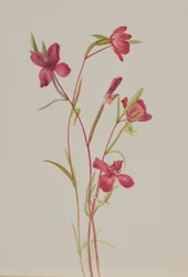 Afscheid van de lente Godetia amoena lilja, ca. 1930s