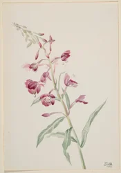 Vuurkruid (Epilobium angustifolium)