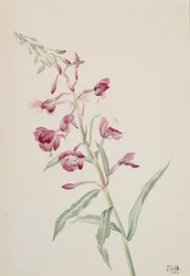 Wilgenroosje Epilobium angustifolium, 1902
