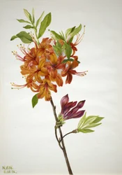 Vlam Azalea Rhododendron speciosum, 1938