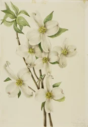 Bloeiende kornoelje (Cornus florida)