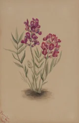 Bloemen van de Mesa