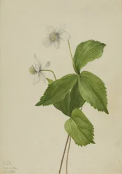 Bos Anemoon Anemone deltoidea, 1925