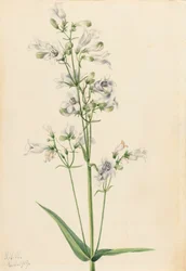 Vingerhoedskruid (Pentstemon digitalis)
