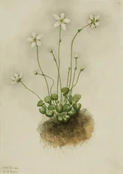 Gevlamde parnassia (Parnassia fimbriata)