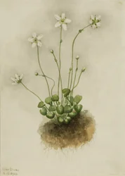 Fringed Parnassia Parnassia fimbriata, 1905
