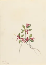 Gefranjerde Polygala (Polygala paucifolia)