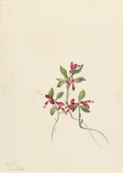 Fringed Polygala Polygala paucifolia, 1920