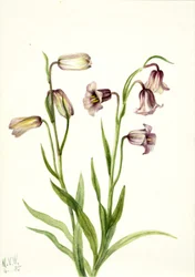 Kievitsbloem Fritillaria biflora, 1935