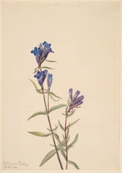 Gentiaan (Gentiana affinis)