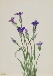 Gentiaan (Gentiana holopetala)