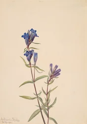 Gentiaan Gentiana affinis