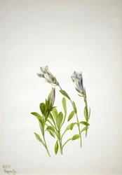 Gentiaan Gentiana newberri, 1938