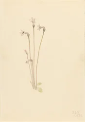 Spookpijp (Thalesia uniflora)