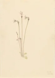Spookpijp Thalesia uniflora