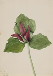Reuzen-Trillium Trillium chloropetalum, 1921