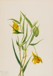 Gouden feeënlantaarn Calochortus amabilis, 1936