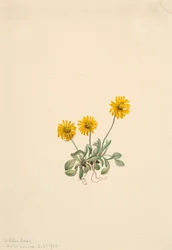 Gouden Vloekruid Erigeron aureus, 1904