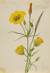 Goudbowl Mariposa (Calochortus claratus)