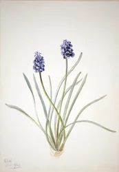 Druifhyacint (Muscari racemosum)