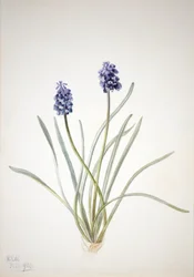 Blauwe druif Muscari racemosum, 1920