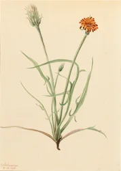 Grasblad Agoseris Agoseris graminifolia, 1905